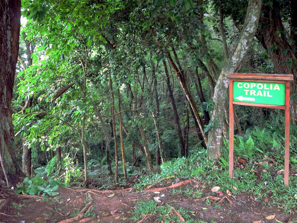 Copolia and the Morne Seychellois trails, Seychelles