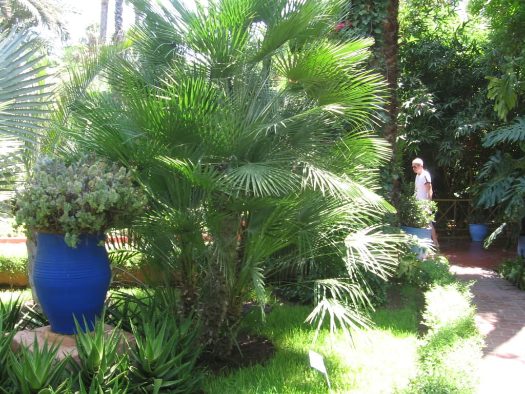 Jardin Majorelle, Morocco: Marrakech, Sahara & Chefchaouen