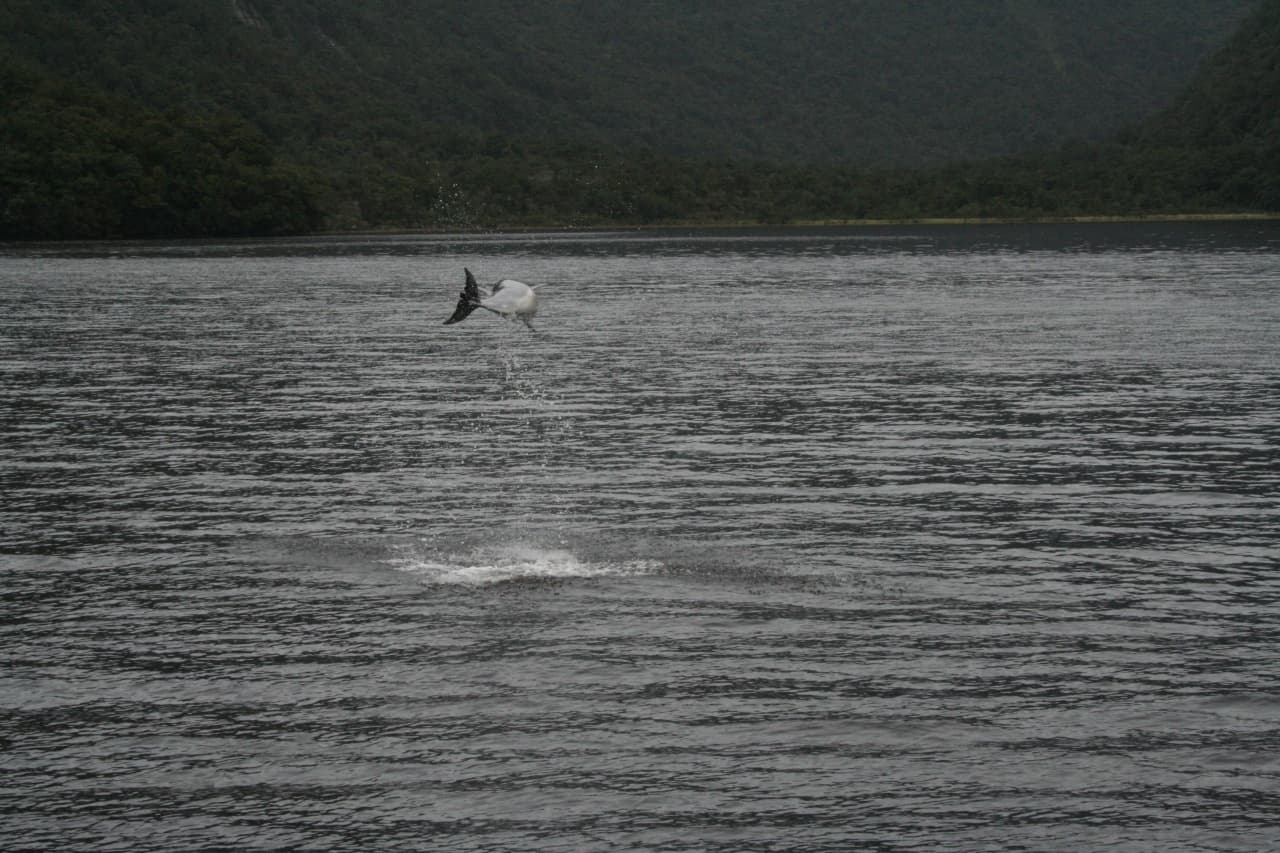 Doubtful Sound, New Zealand