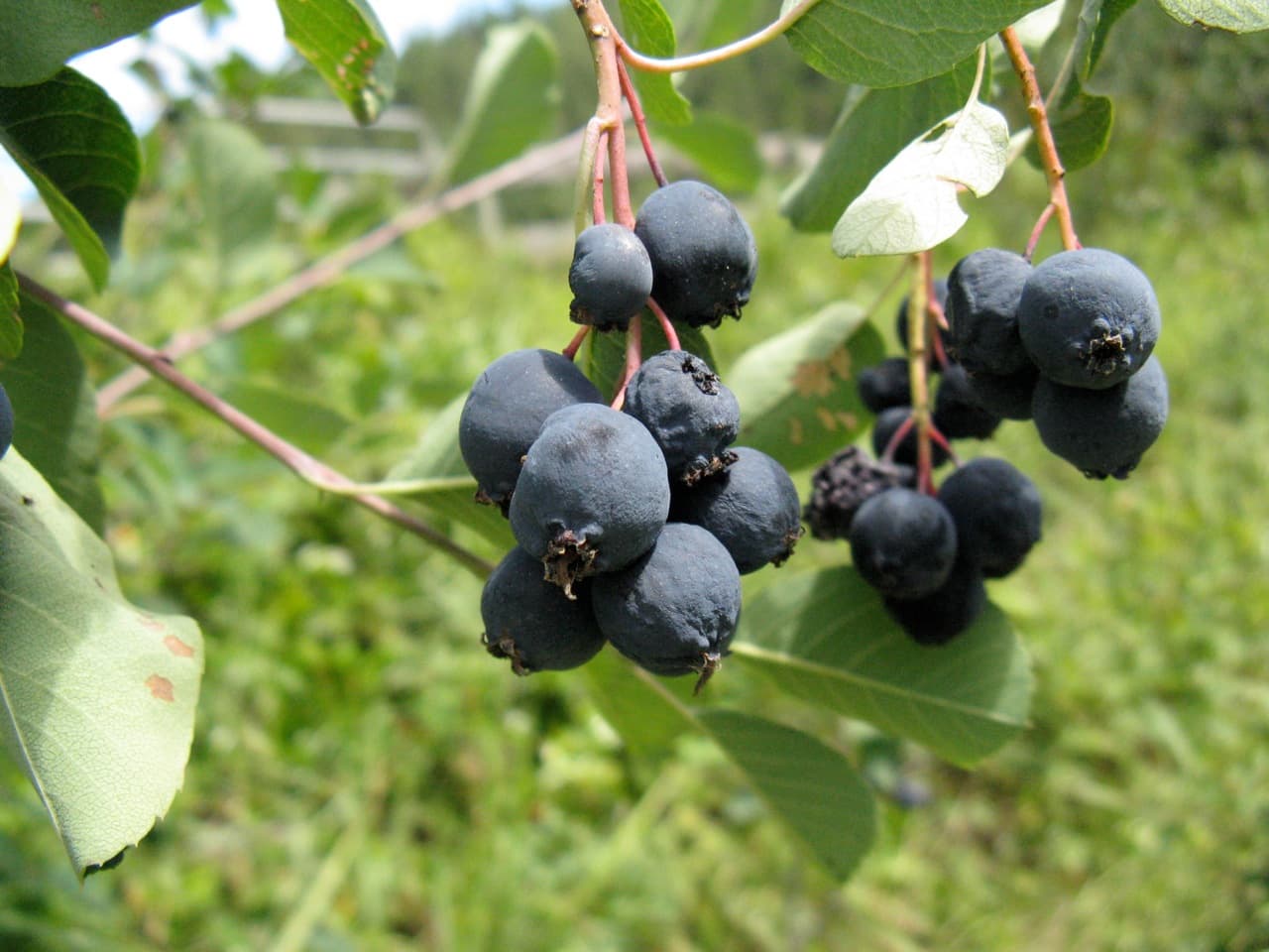 Saskatoon berries
