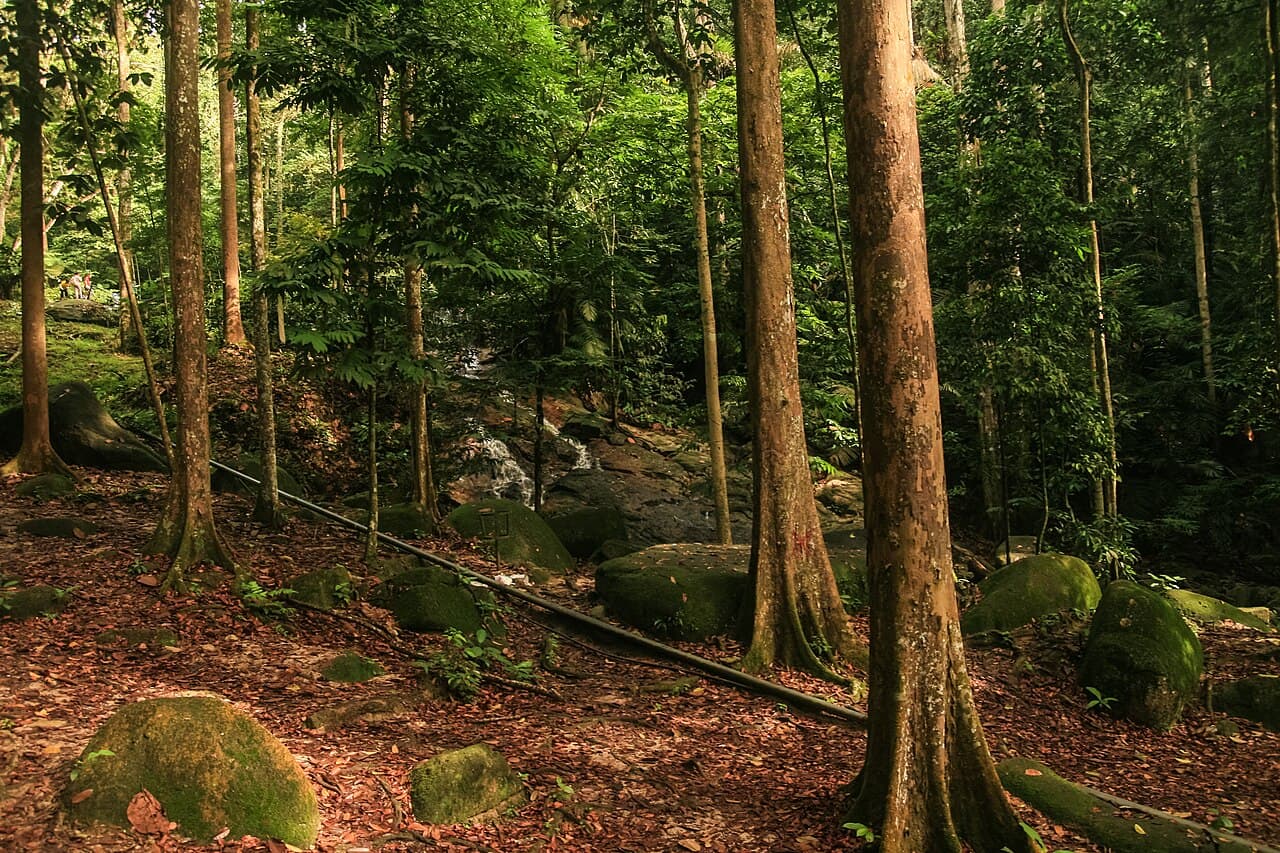 FRIM Selangor Forest Park, Kuala Lumpur