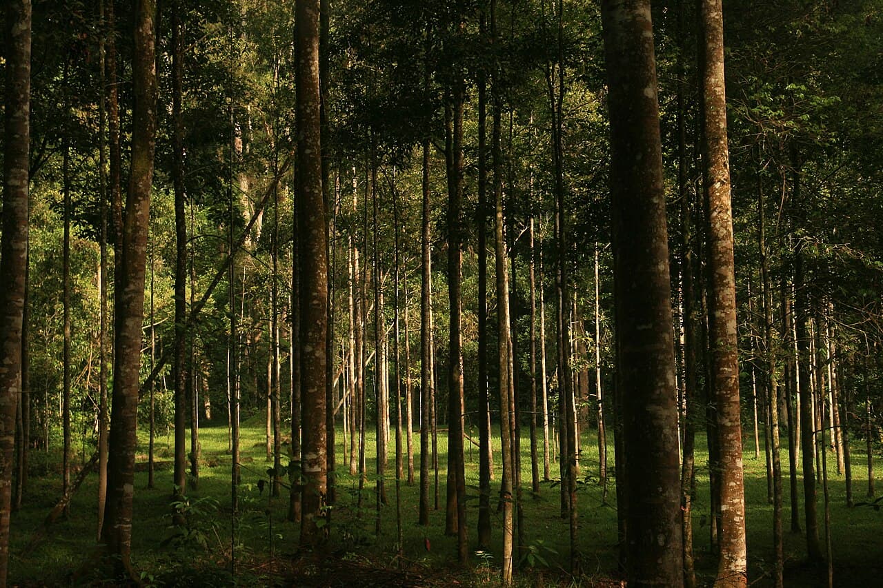 FRIM and Village Park: the UNESCO forest morning, Malaysia